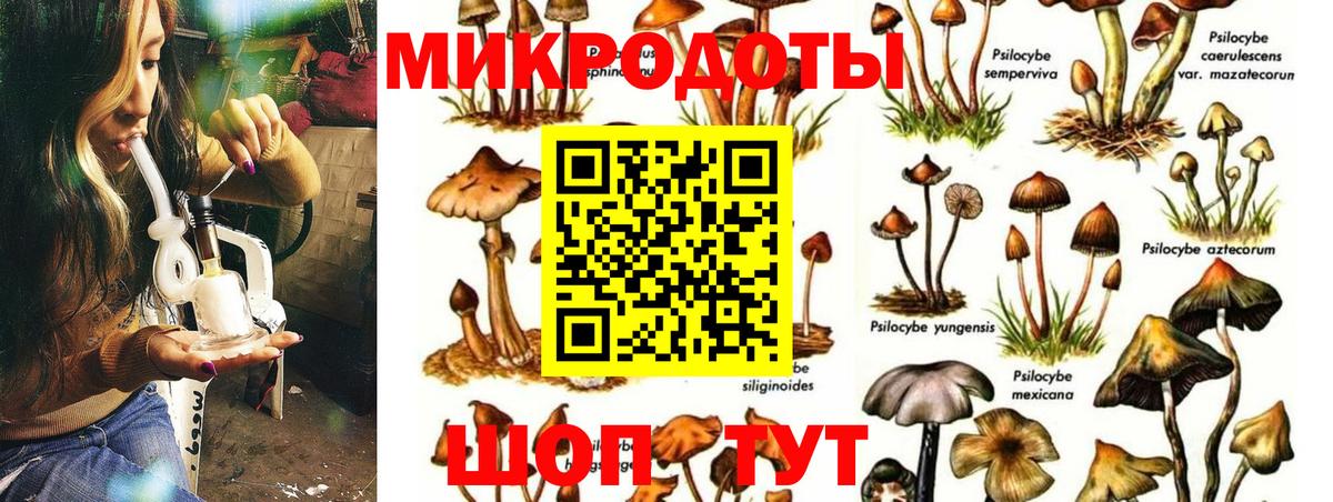 Галлюциногенные грибы Psilocybe Вятские Поляны